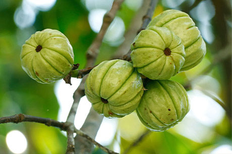 Garcinia Cambogia